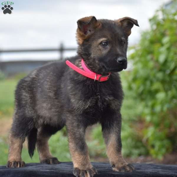 Onyx, German Shepherd Puppy